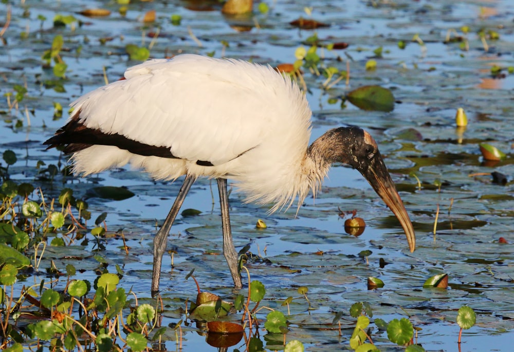 a bird with a long beak in water