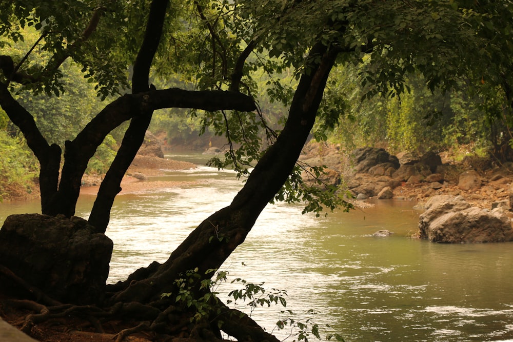 a tree next to a body of water