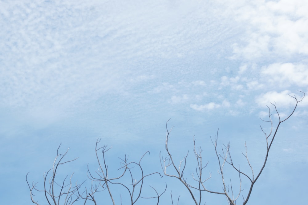 a group of bare trees