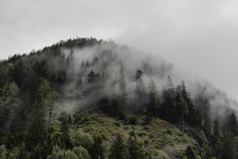 a forest of trees