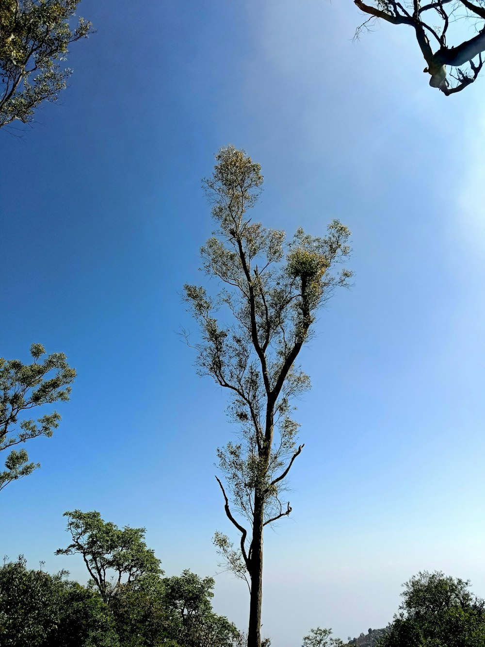 a tree with leaves