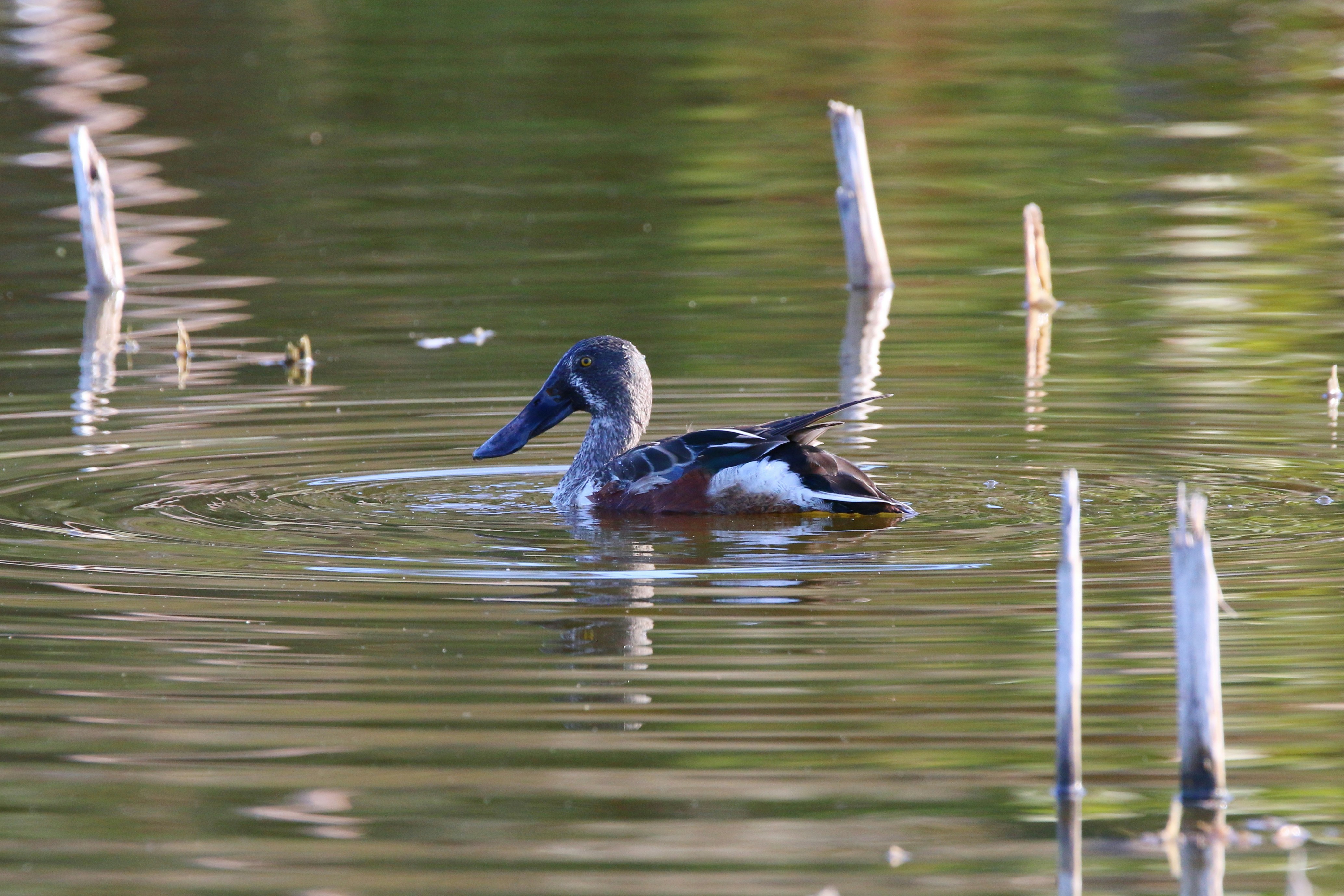 Photo by goldenplover31