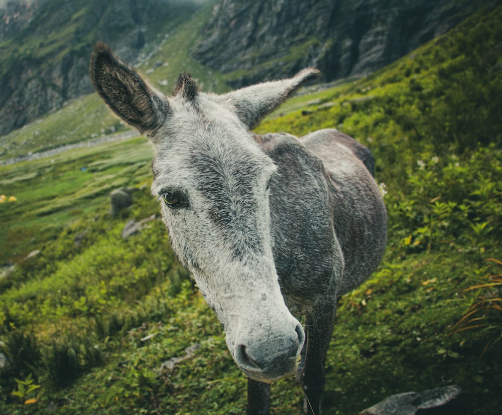 a donkey standing on a hill