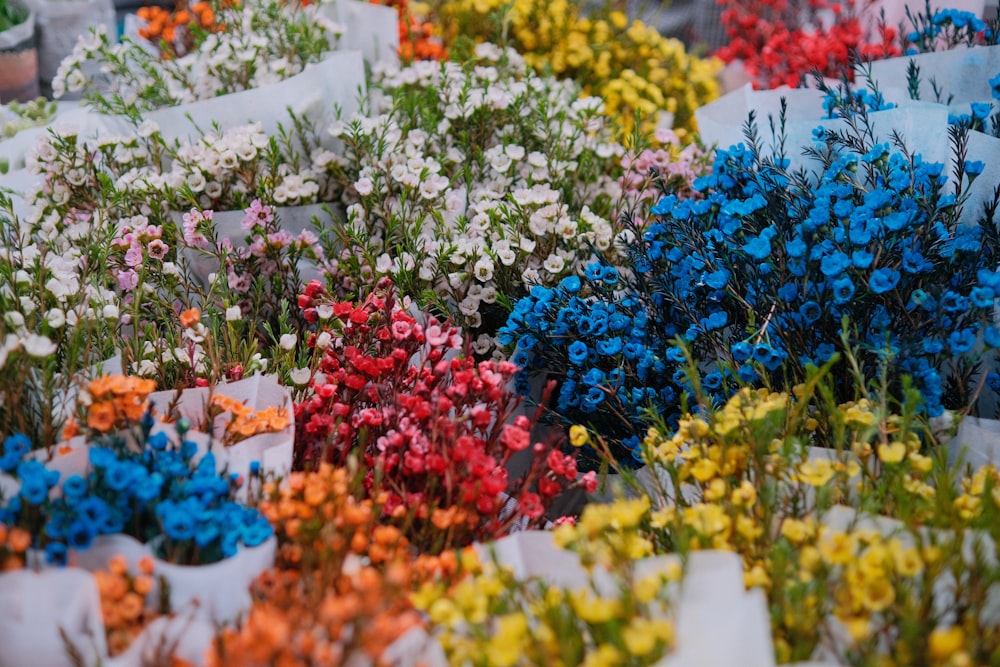 a group of flowers