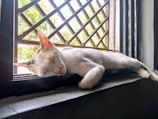 A cat lounging comfortably on a sunny windowsill.