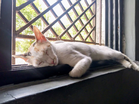 A cozy cat stretching lazily on a sunny windowsill among potted plants.