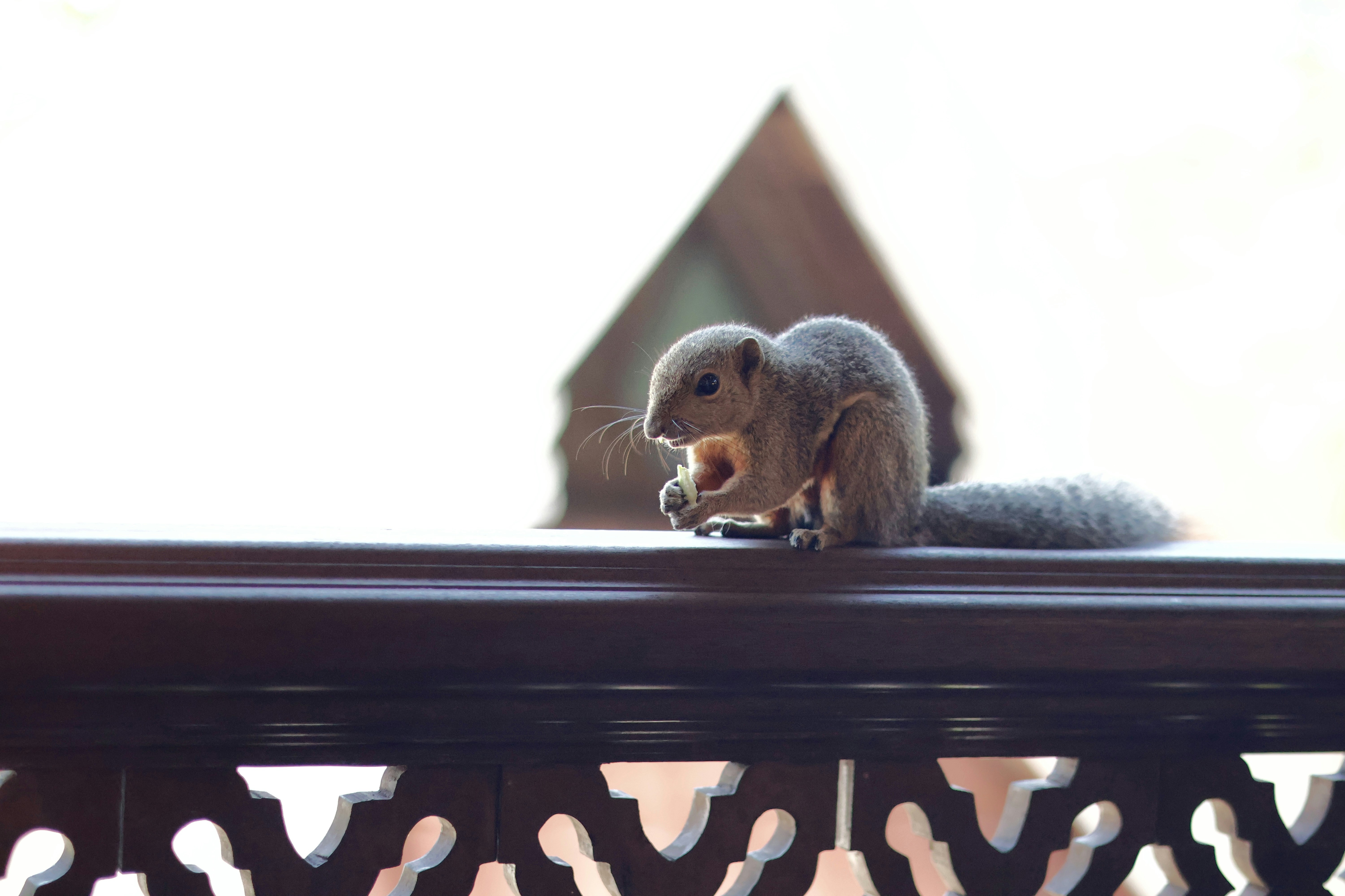 a squirrel eating a nut