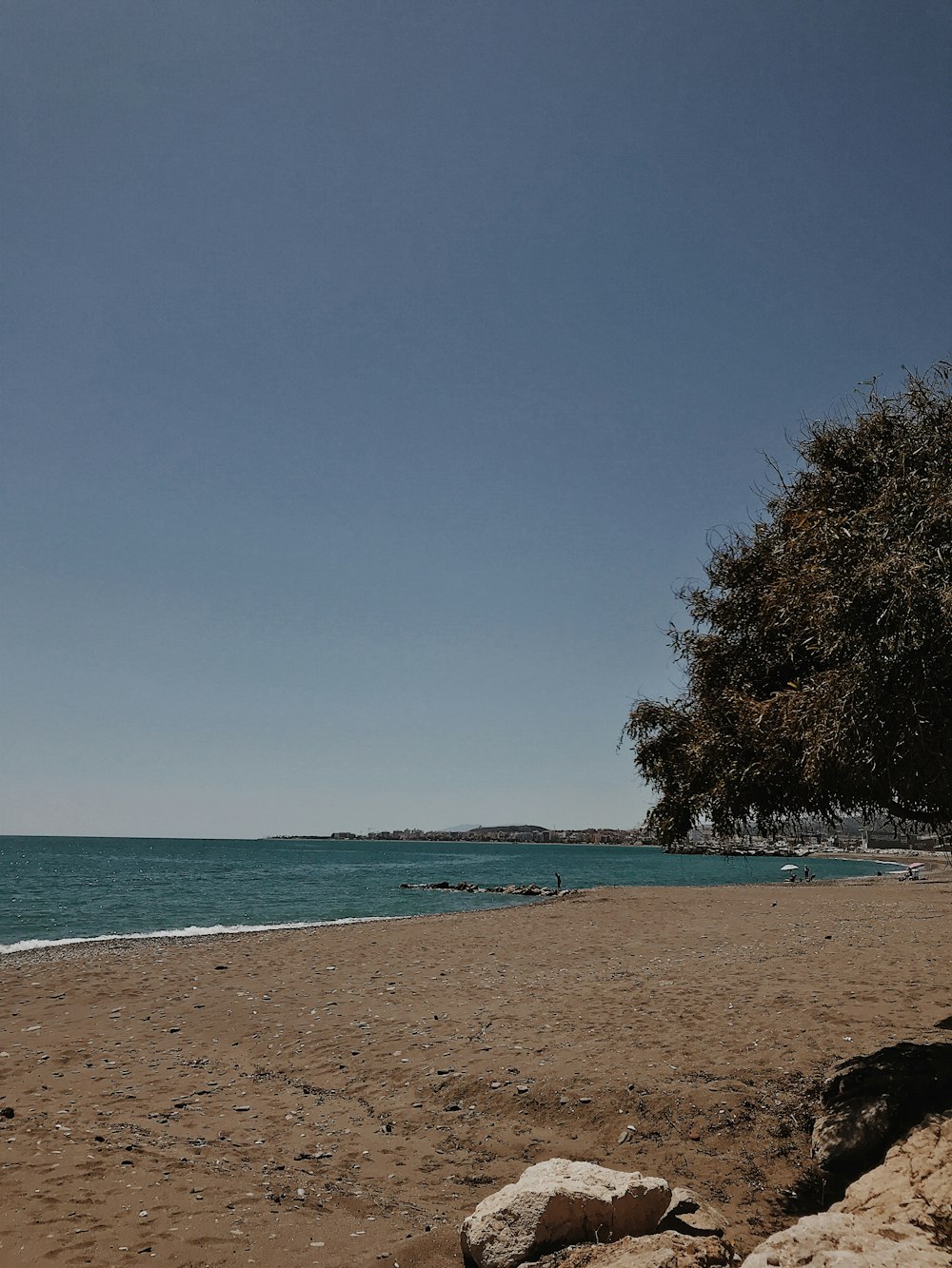 a sandy beach with a tree