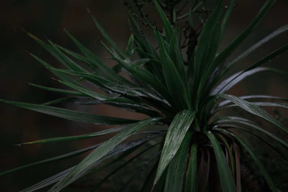 close-up of a plant