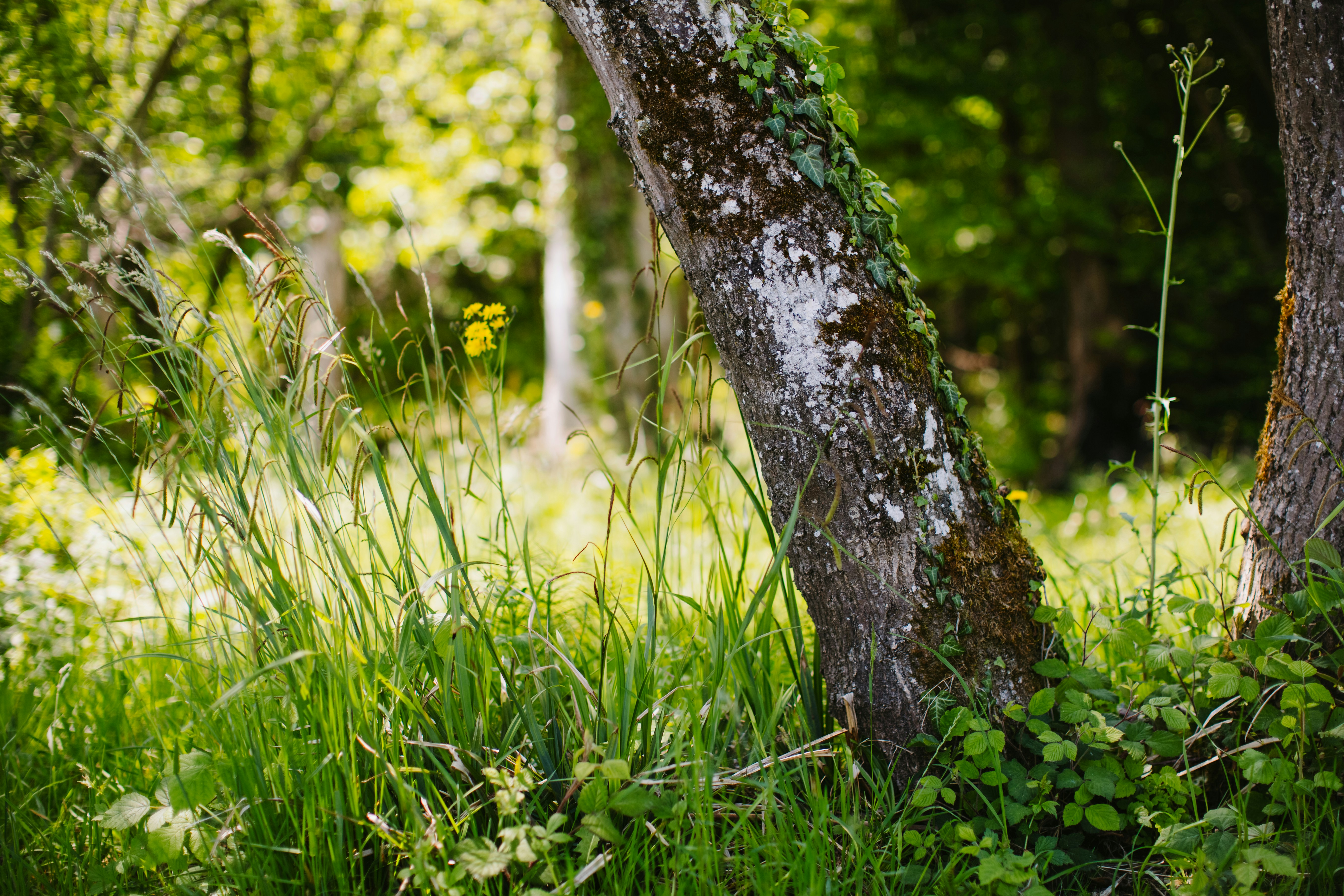 小水力発電の送電設備とは？変電所・送電線の設置費用関連画像