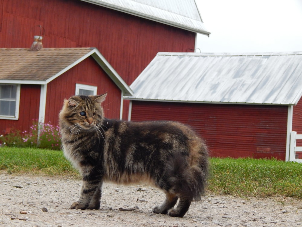 Un gato caminando por un camino de tierra