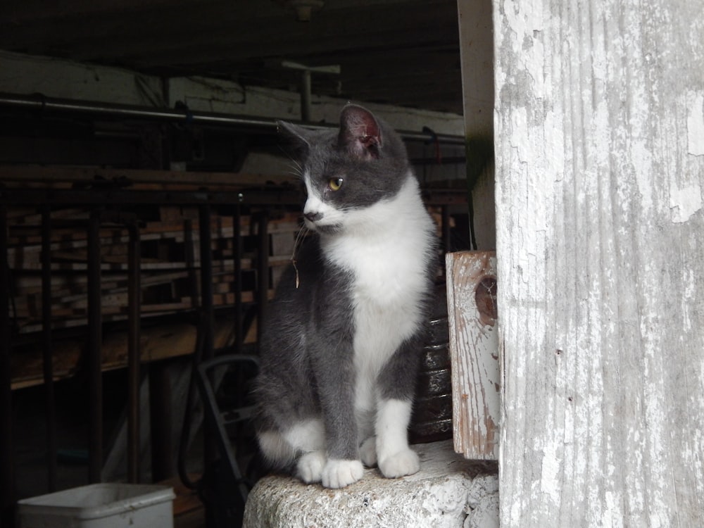 a cat sitting on a ledge