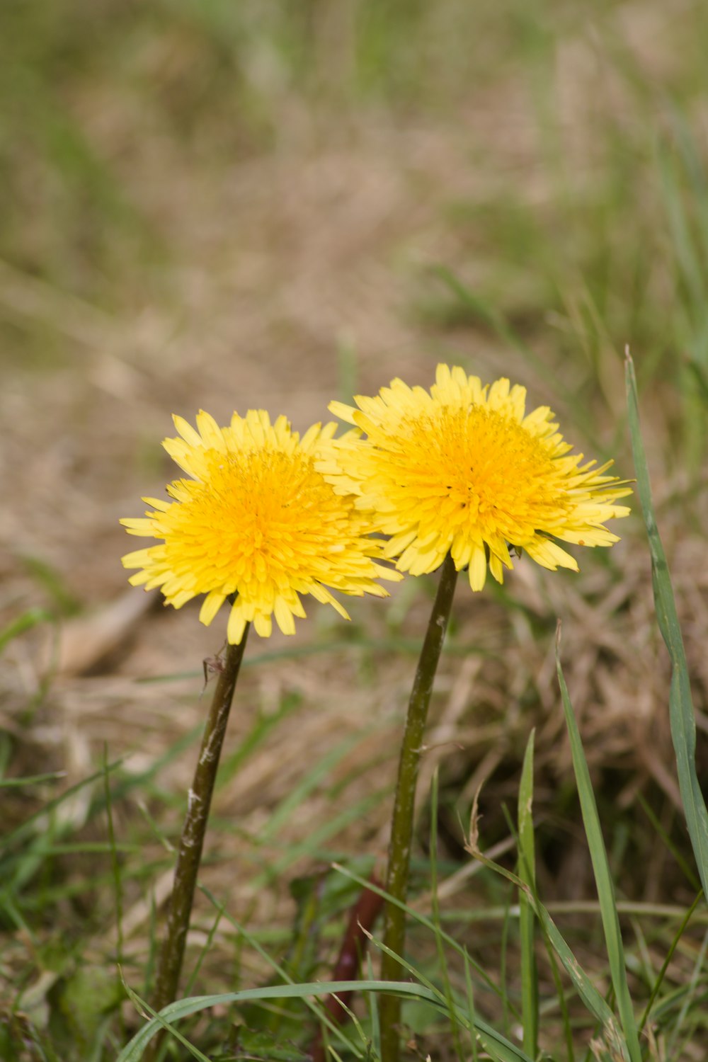 un couple de fleurs jaunes