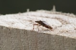 a bug on a wood surface