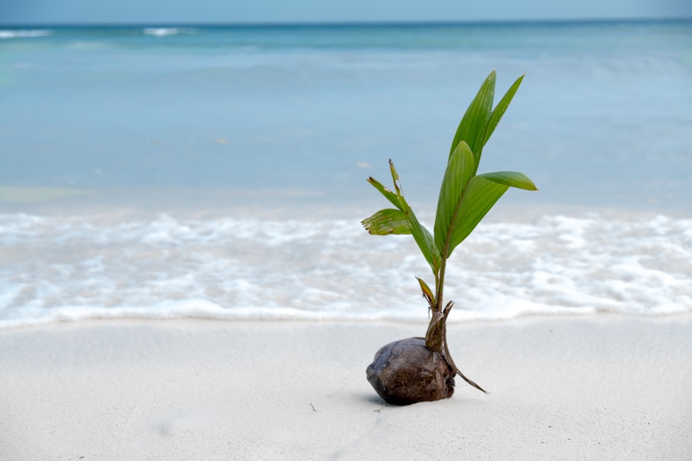 a small plant growing out of a rock on a beach