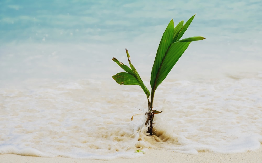 a small plant growing in the sand
