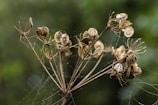 a group of ants on a plant