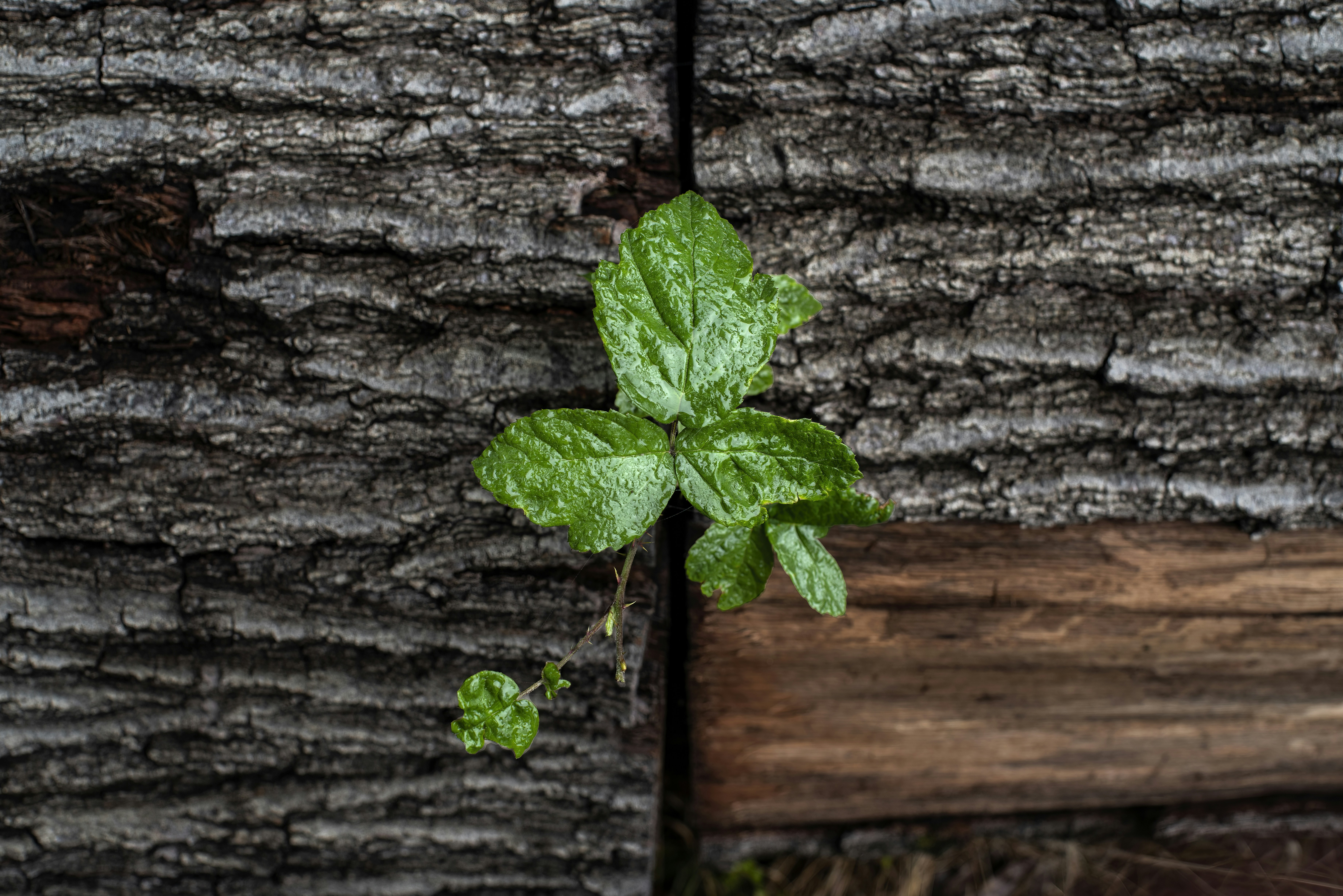 a plant growing out of a wall