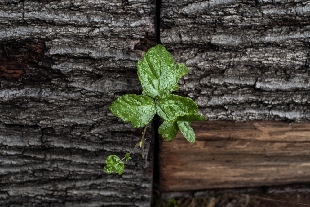 a plant growing out of a wall