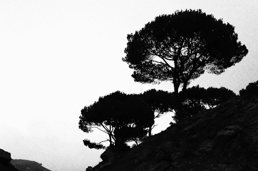 A sleek software interface overlaying a stylized silhouette of Serra da Cantareira mountains.