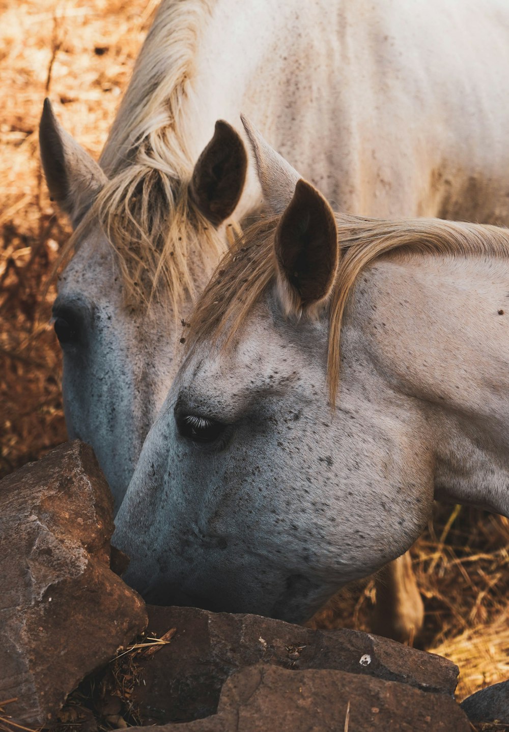 a couple of horses