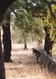a dog standing in a forest