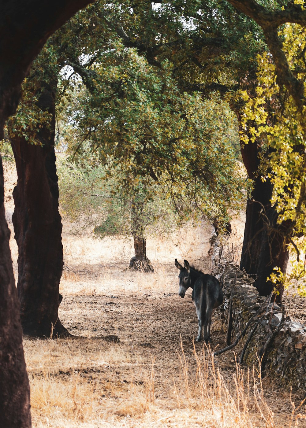 a dog standing in a forest