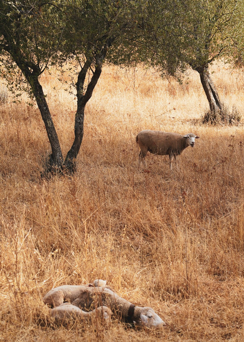 sheep laying in tall grass