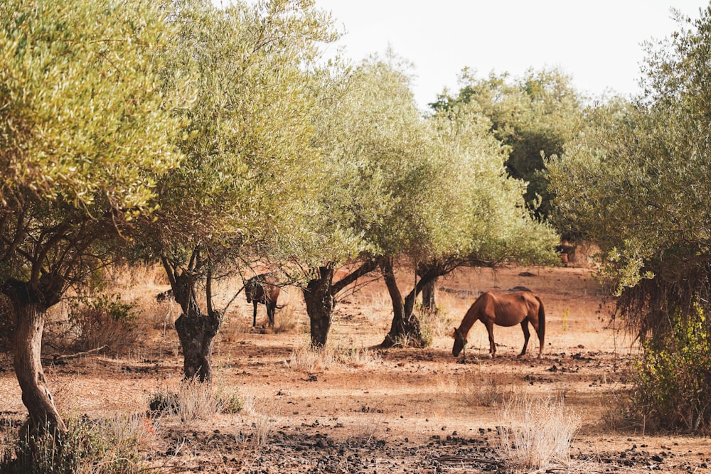 a couple of horses stand near each other