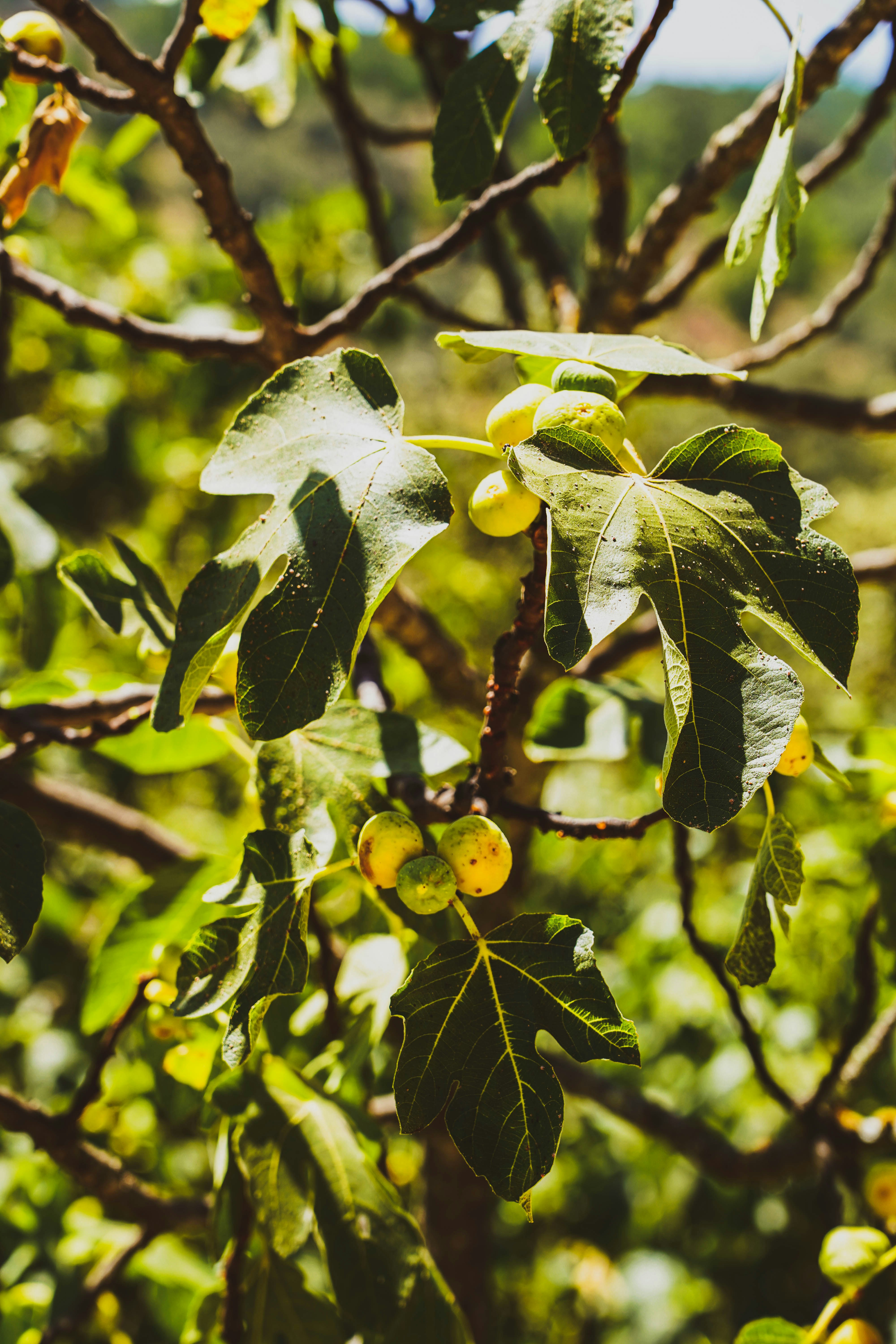 Photo by lesniakkaro