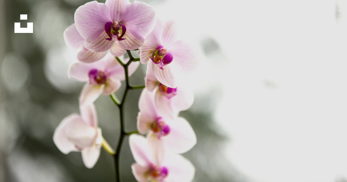A close up of a flower photo – Free Flower Image on Unsplash