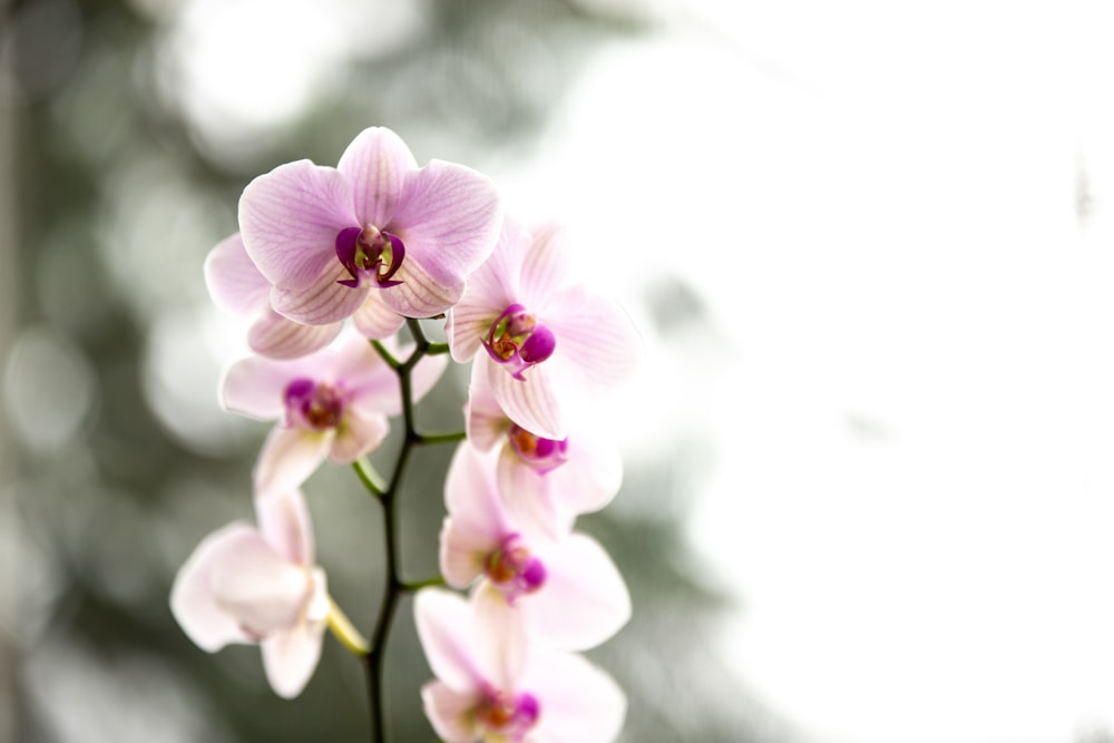 a close up of a flower