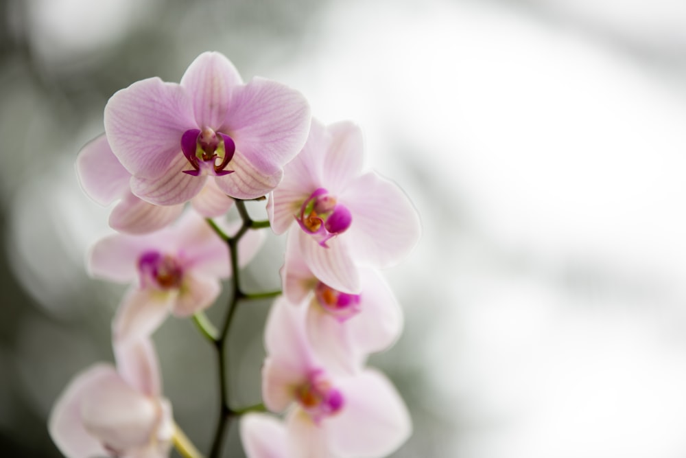 a close up of flowers