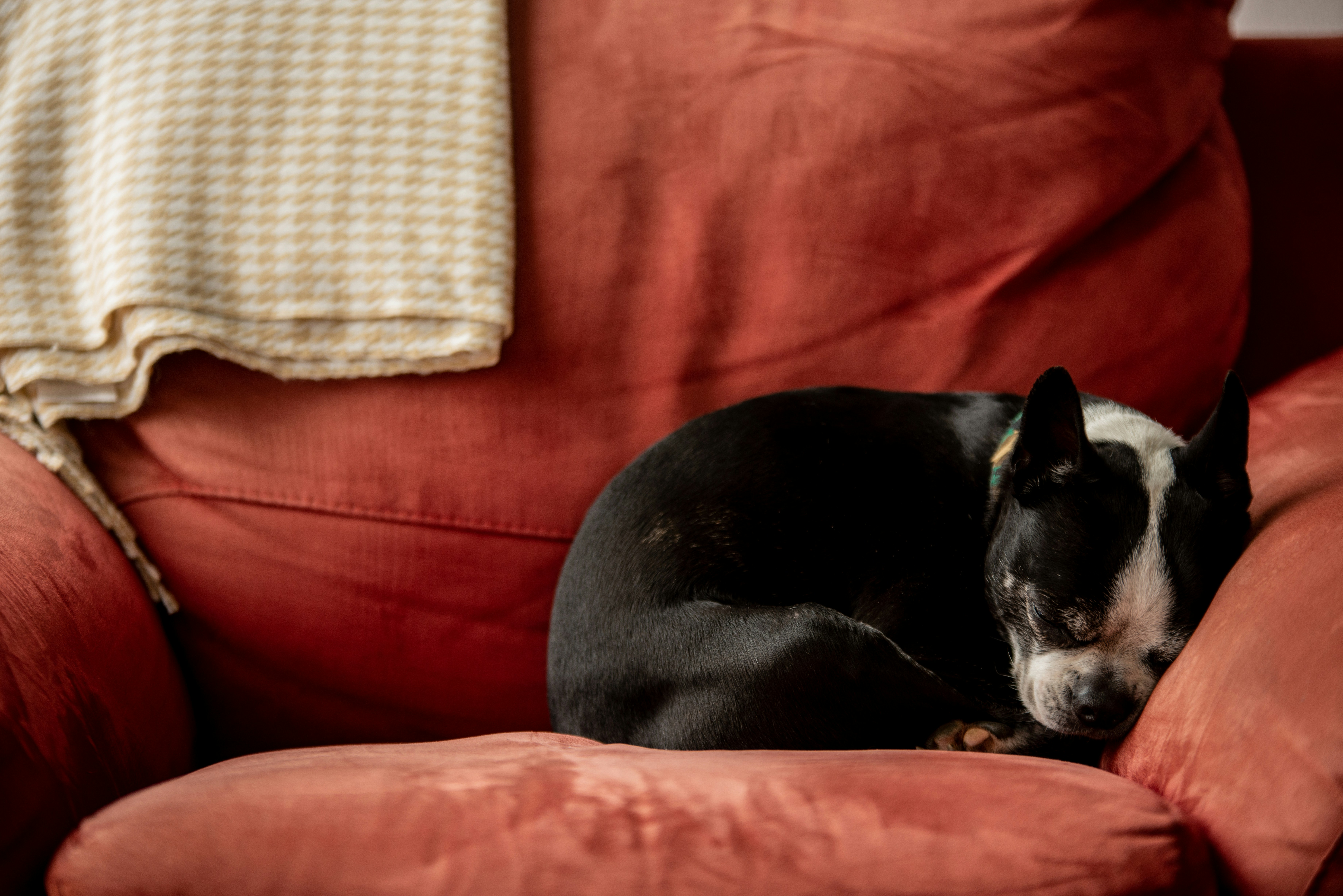 Understanding Your Dog’s End-of-Day Body Language
