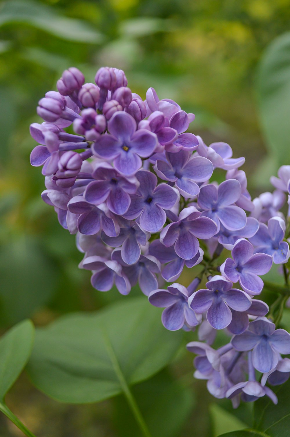 a close up of a purple flower