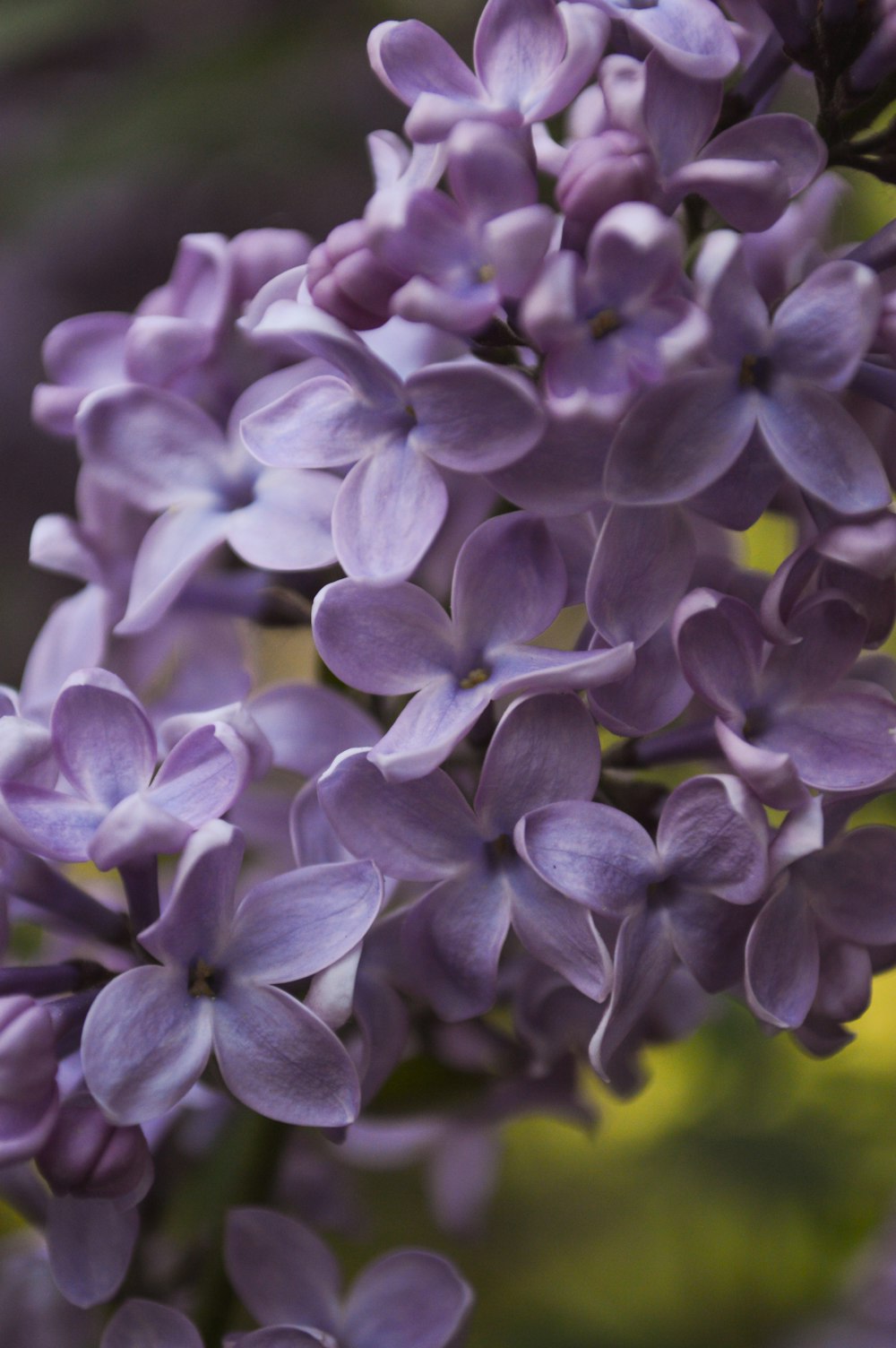 a close up of purple flowers