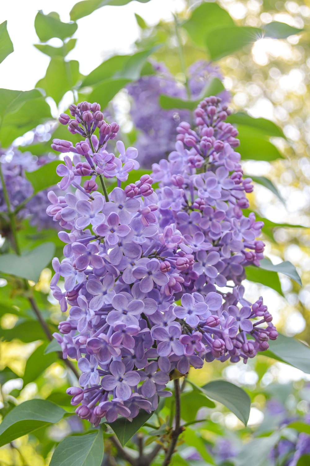 a close up of a purple flower with Hulda Klager Lilac Gardens in the background