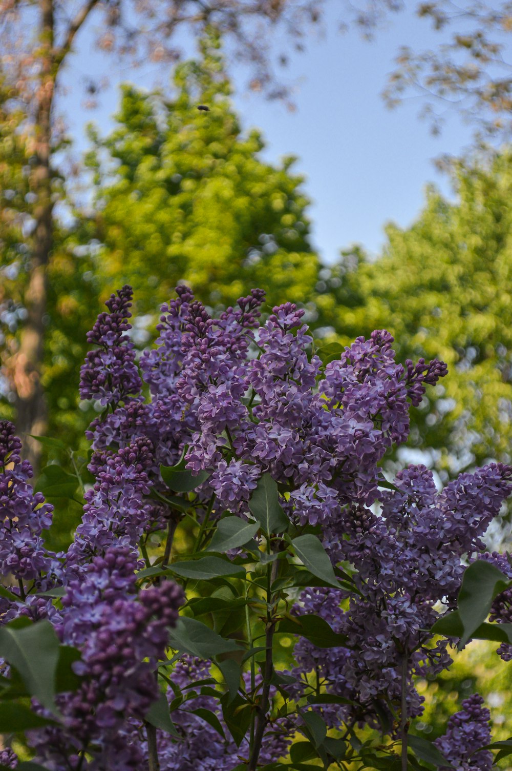 Un primer plano de algunas flores