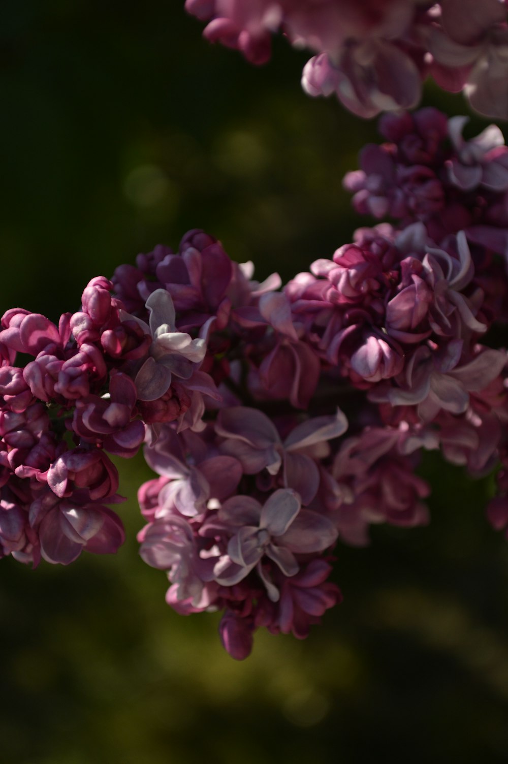 um close up de uma flor