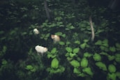 Three cats with white fur and orange patches are resting among lush green foliage in a forested area. The ground is covered with large leaves and there are several tree trunks visible, creating a serene and natural setting.