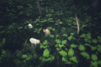 Three cats with white fur and orange patches are resting among lush green foliage in a forested area. The ground is covered with large leaves and there are several tree trunks visible, creating a serene and natural setting.