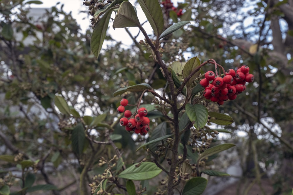 a close-up of some berries