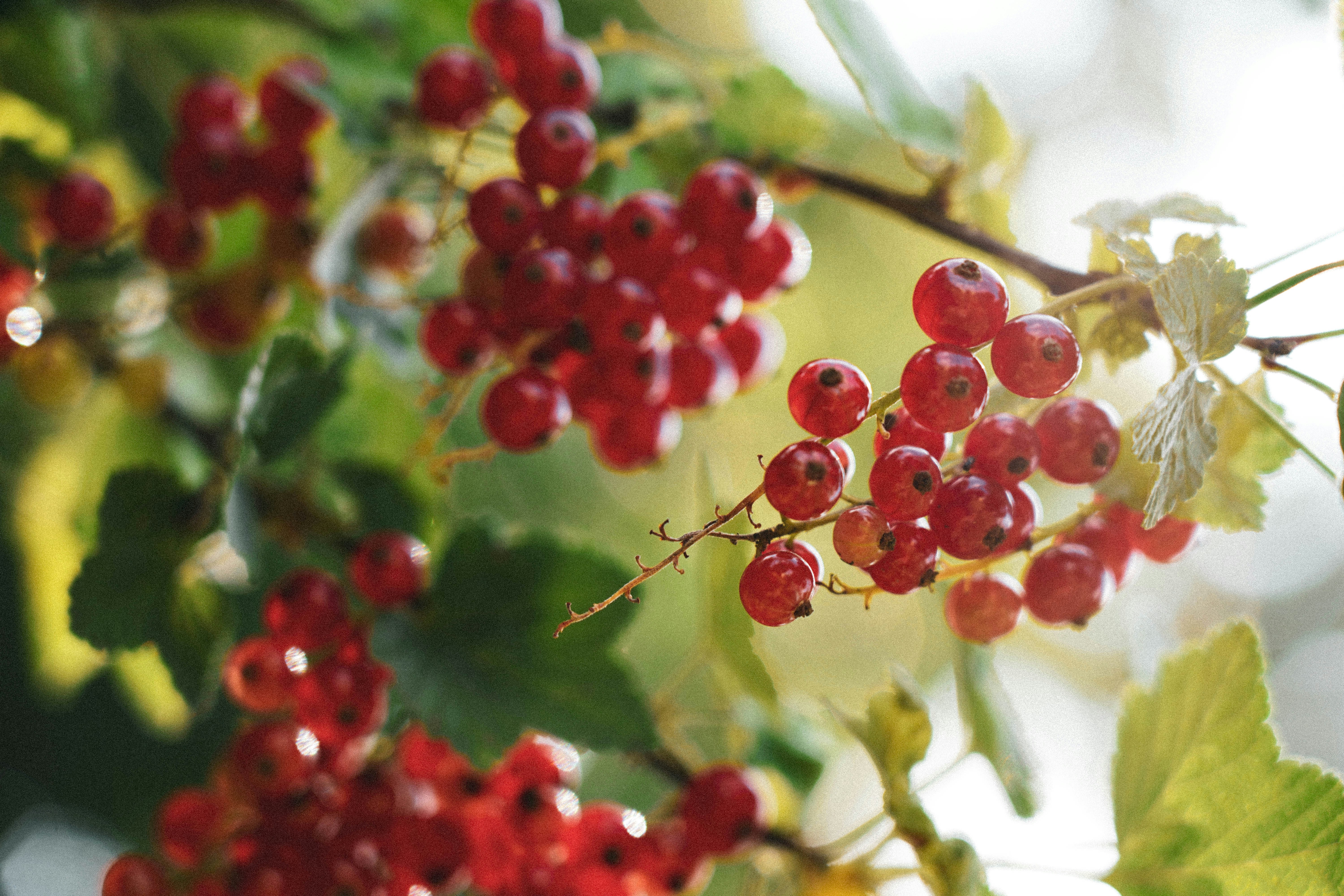 Photo by lesniakkaro