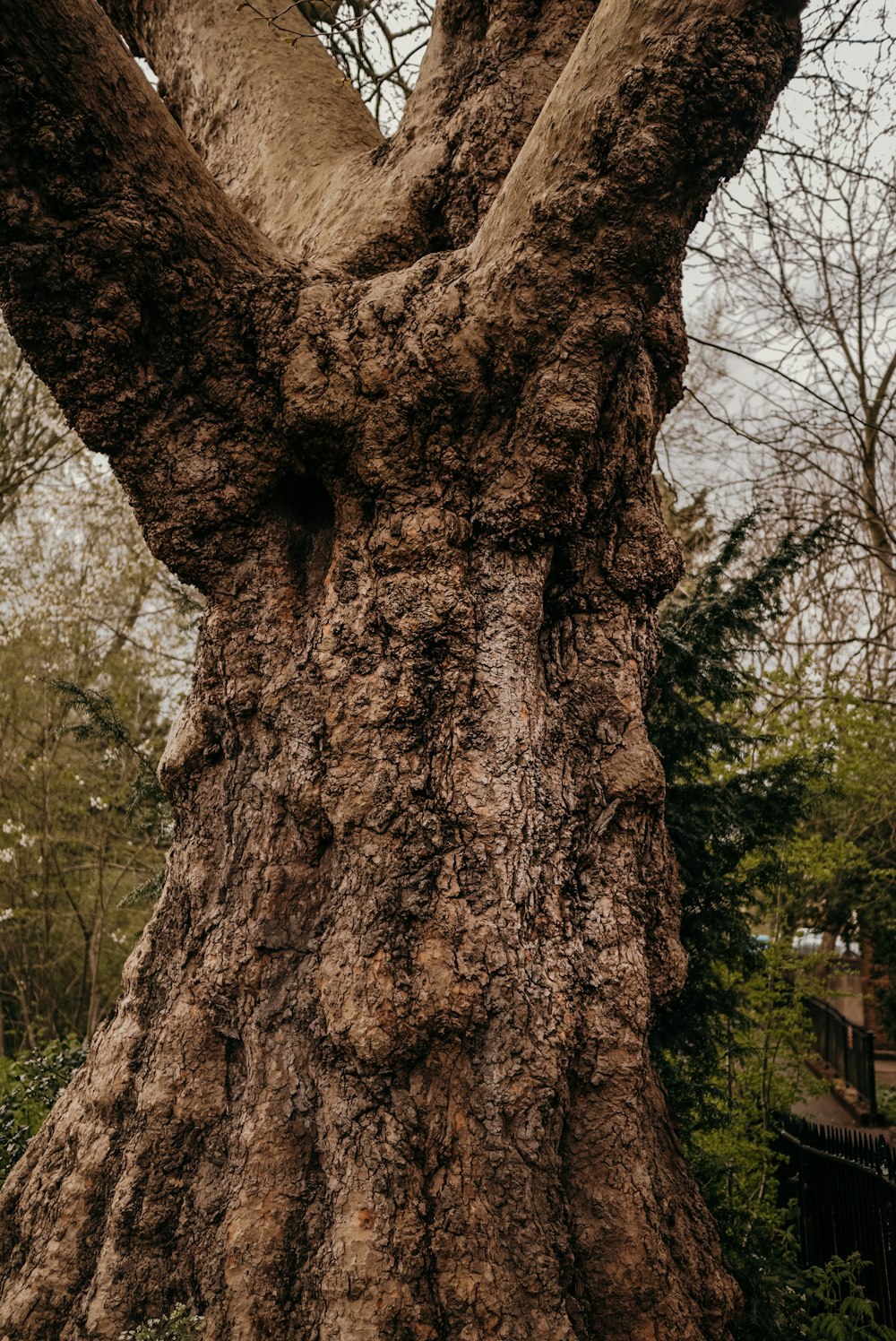 a tree with a large hole in it