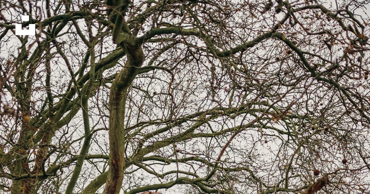 Un árbol con muchas ramas foto – Imagen de Planta gratuita en Unsplash