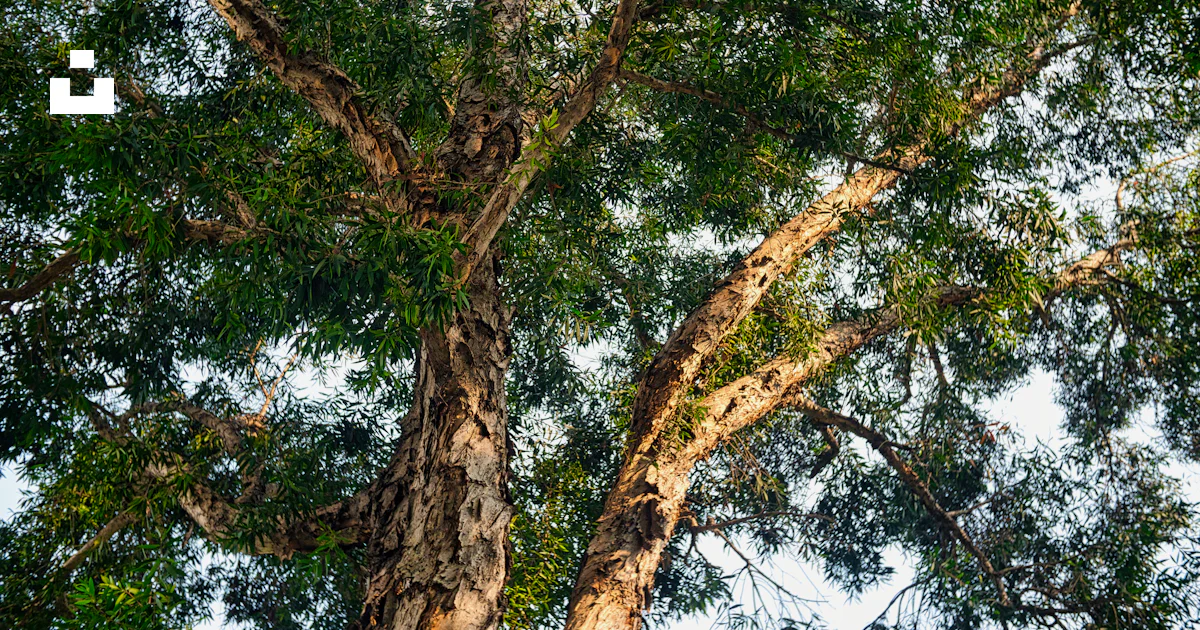 Foto Un árbol con muchas ramas – Imagen gratis en Unsplash