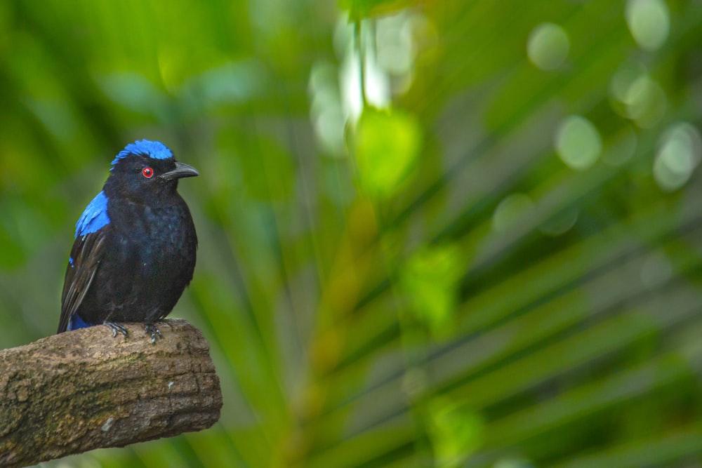 a bird sits on a branch