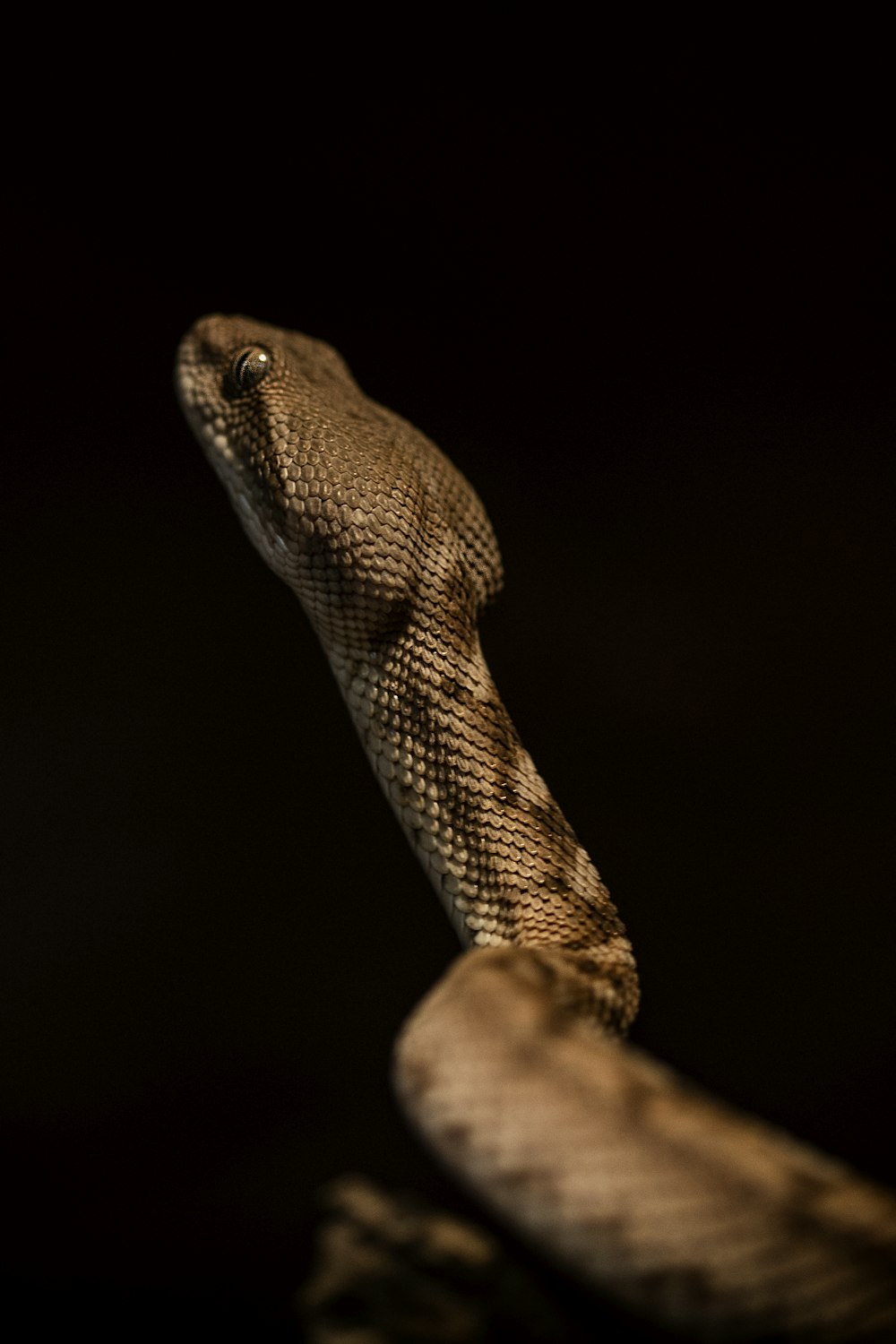 a lizard with a long tail