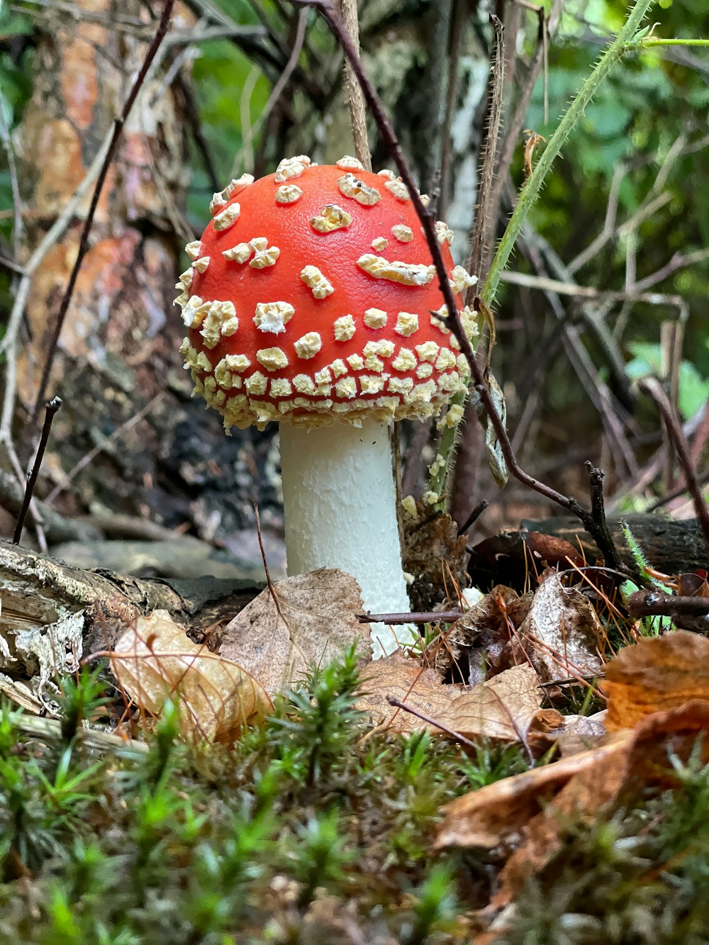 a red and white mushroom