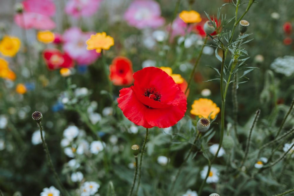 a red flower with yellow and white flowers